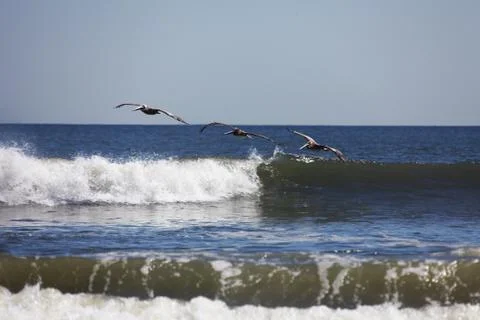 Flying pelicans Stock Photos