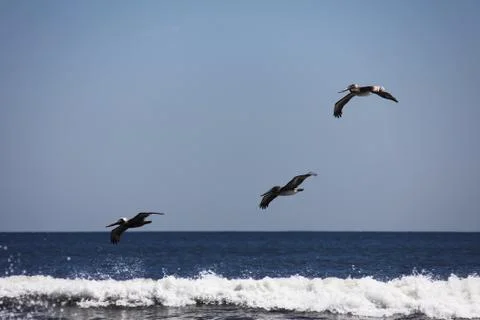 Flying pelicans Stock Photos