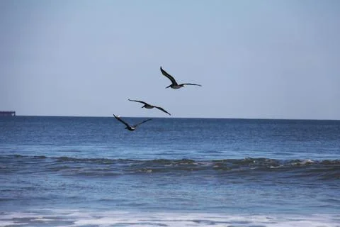 Flying pelicans Stock Photos