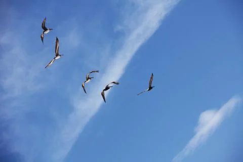 Flying pelicans Stock-Fotos