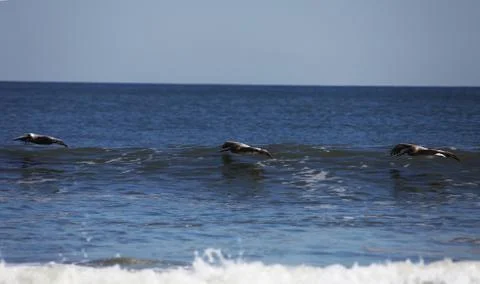 Flying pelicans Stock Photos