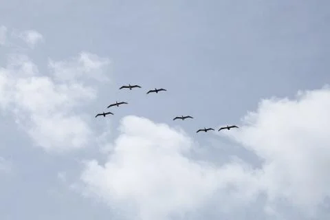 Flying pelicans Stock Photos