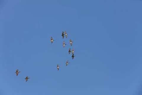Flying pelicans Stock Photos