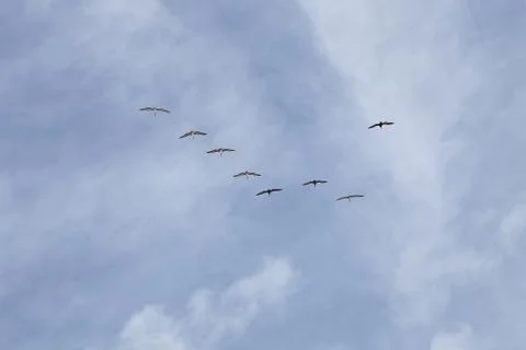 Flying pelicans Stock Photos