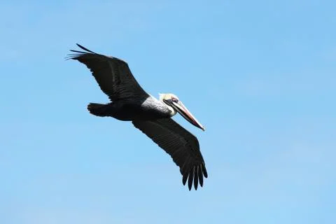 Flying pelicans Stock Photos