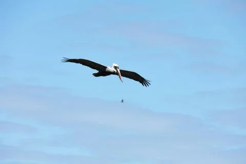 Flying pelicans Foto stock