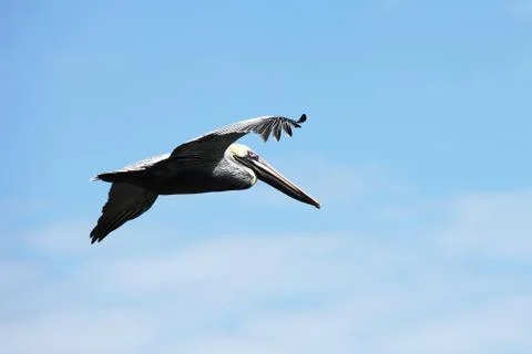 Flying pelicans Stock Photos