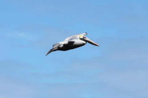 Flying pelicans Stock Photos