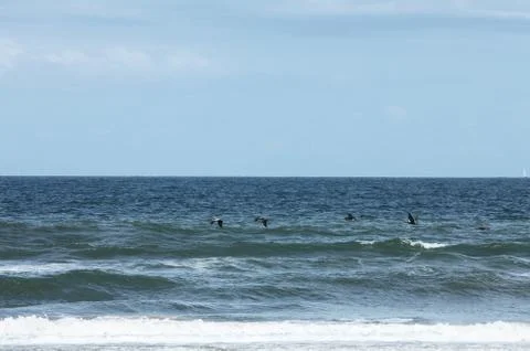 Flying pelicans Stock Photos