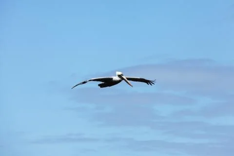 Flying pelicans Stock Photos
