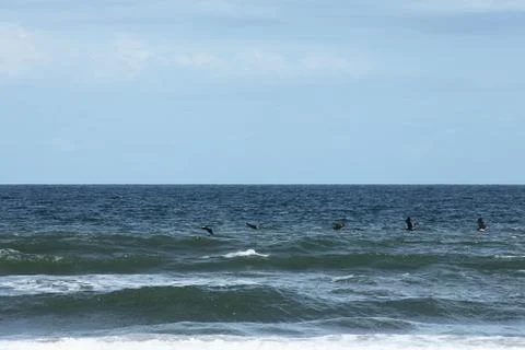 Flying pelicans Stock Photos