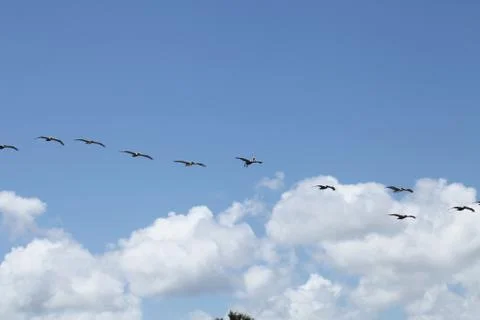 Flying pelicans Stock Photos