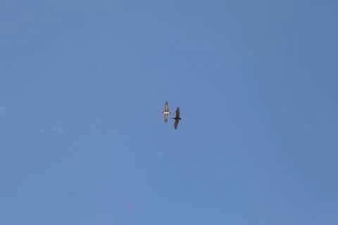 Flying pelicans Stock Photos
