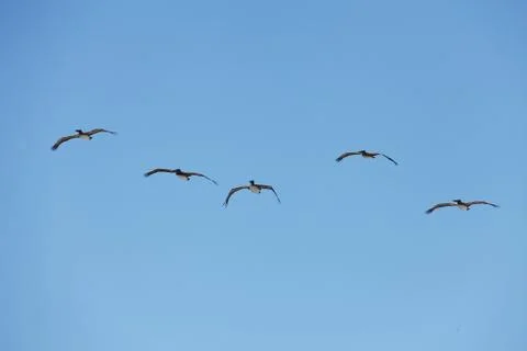 Flying pelicans Stock Photos