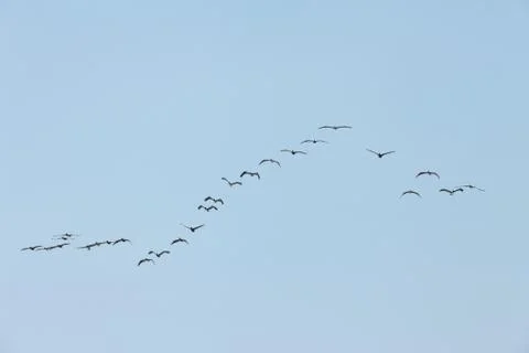 Flying pelicans Stock Photos