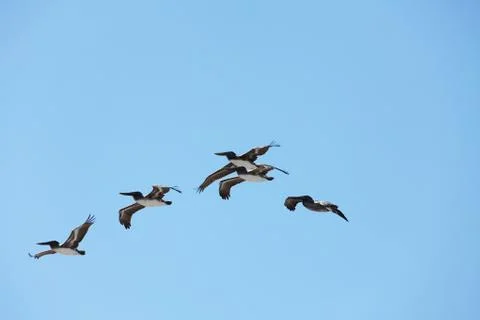 Flying pelicans Stock Photos