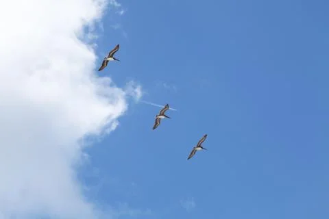 Flying pelicans Stock Photos