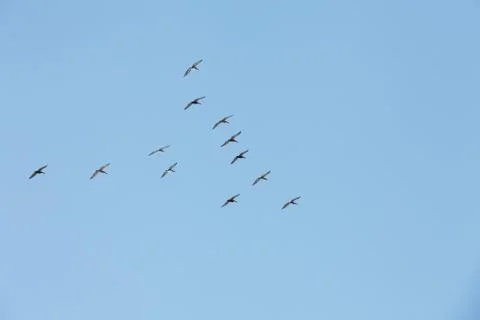 Flying pelicans Stock Photos