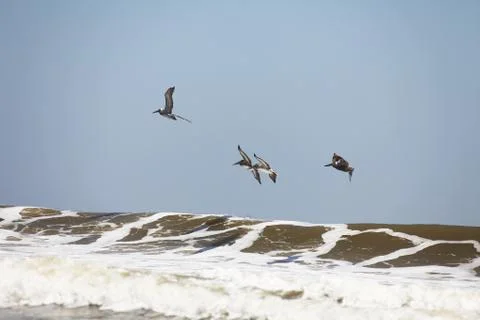 Flying pelicans Stock Photos