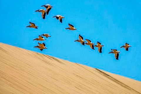 The flying Pelicans Stock Photos