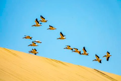 The flying Pelicans Stock Photos