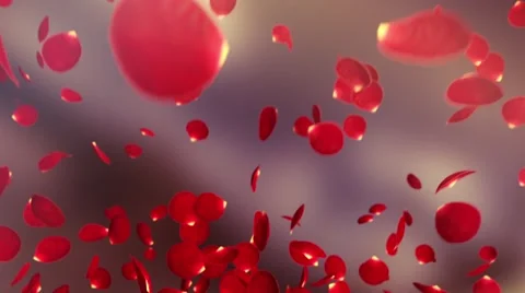 Flying Petal Rose Stock-Footage 46153888