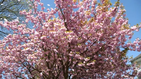 Flying petals of a cherry tree in the wind Stock-Footage 184974638