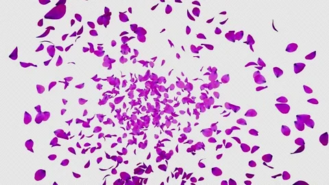 Flying Petals Stock Footage 158823532