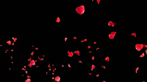 flying petals roses 3d animation with al... | Stock Video | Pond5