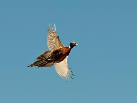 Flying Pheasant Stock Photos