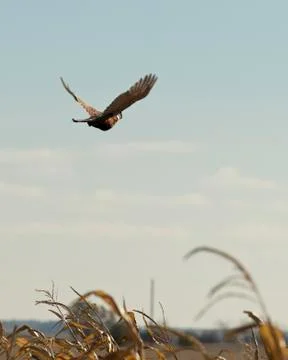 Flying Pheasant Stock Photos