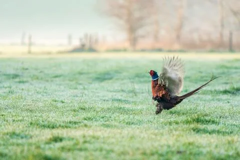 An flying pheasant Stock Photos