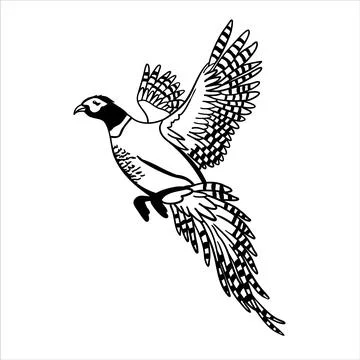 Flying pheasant. Vector black image of bird isolated on white background Illustrazione stock