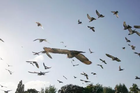 Flying Foto stock