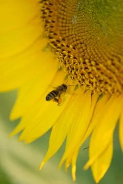 Flying In Foto stock