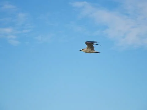 Flying Stock Photos