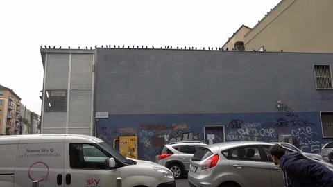Flying pidgeons - Slow motion metropolitan birds Stock Footage 102432893