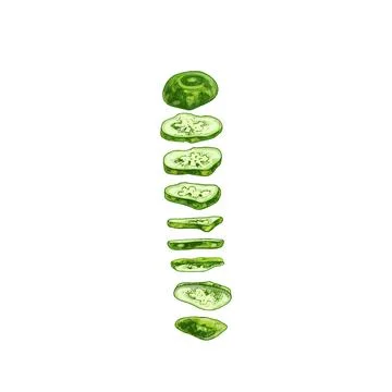 Flying pieces of fresh green cucumbers. Vector vintage hatching color illustr Stock Illustration