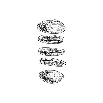 Flying pieces of fresh orange. Vector vintage hatching illustration. Stock Illustration