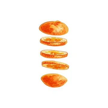 Flying pieces of fresh orange. Vector vintage hatching color illustration. Stock Illustration