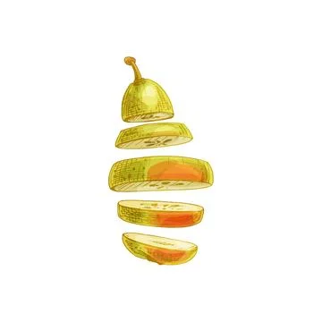 Flying pieces of fresh pear. Vector vintage hatching color illustration. Stock Illustration