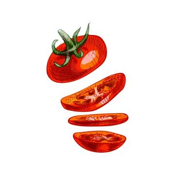 Flying pieces of red tomato. Vector vintage hatching color illustration. Stock Illustration