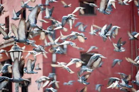 Flying pigeon Stock Photos