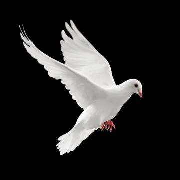Flying pigeon 写真素材