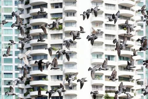 Flying pigeon Stock Photos