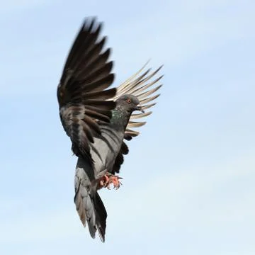 Flying pigeon Stock Photos