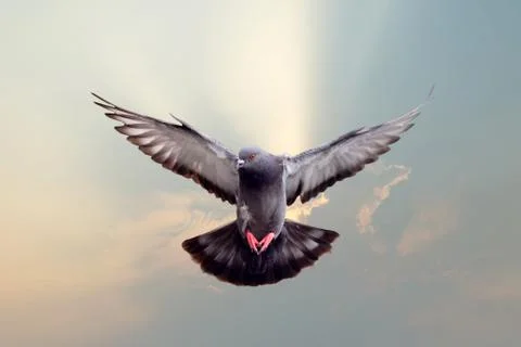 Flying pigeon Stock Photos