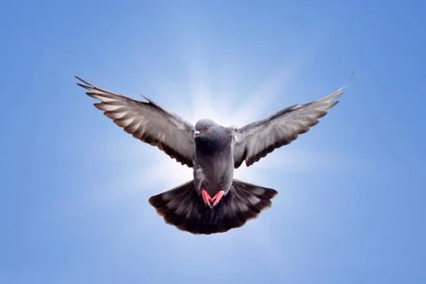 Flying pigeon Stock Photos