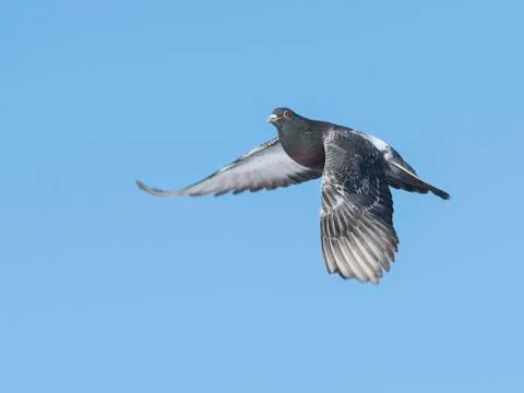 Flying Pigeon Stock Photos