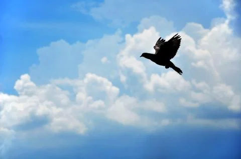 Flying Pigeon Stock Photos